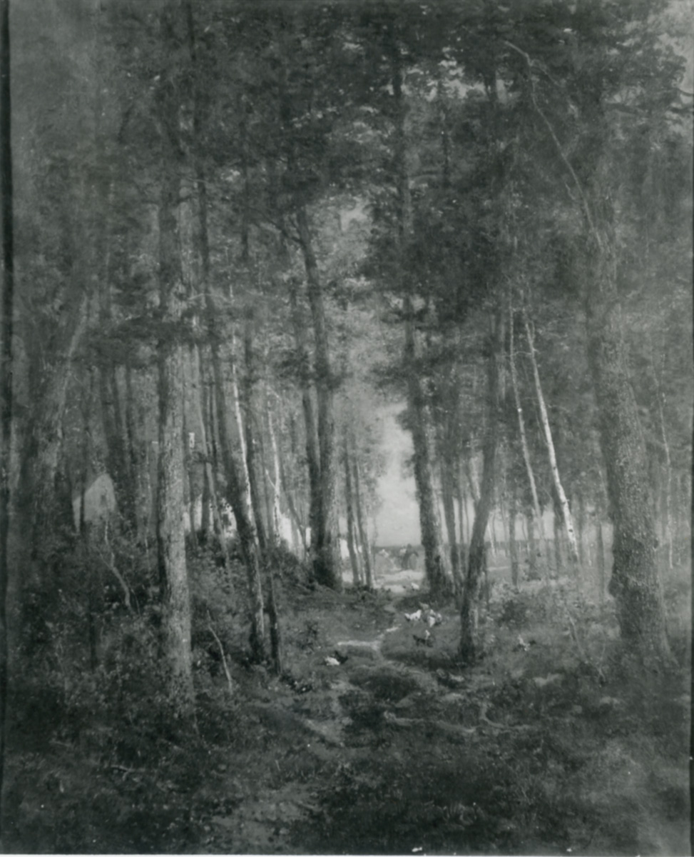 Lisière de la forêt de Sénart_0